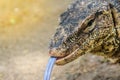 Close up the Asian water monitor (Varanus salvator), also called common water monitor, is a large varanid lizard native to South Royalty Free Stock Photo