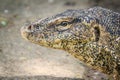 Close up the Asian water monitor (Varanus salvator), also called common water monitor, is a large varanid lizard native to South Royalty Free Stock Photo