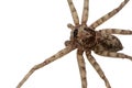 Close up Asian wolf spider isolated on white background Royalty Free Stock Photo