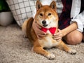 Close up Asian woman sitting hugging Shiba Inu dog on carpet in living room Royalty Free Stock Photo