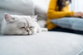 Close up of Asian woman stay at home with little cat with happiness. Attractive beautiful female sitting on sofa, spend leisure Royalty Free Stock Photo