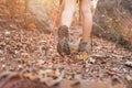 Close up of asian woman wearing shoes boots and shorts with using hiking poles trekking and hike in forest path Royalty Free Stock Photo