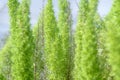 Close up Asparagus fern,Foxtail fern Royalty Free Stock Photo