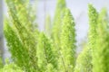 Close up Asparagus fern,Foxtail fern Royalty Free Stock Photo