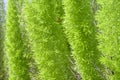 Close up Asparagus fern,Foxtail fern Royalty Free Stock Photo