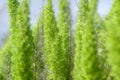 Close up Asparagus fern,Foxtail fern Royalty Free Stock Photo