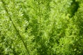 Close up Asparagus fern,Foxtail fern Royalty Free Stock Photo