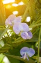 Asparagus pea flower in nature garden