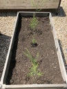 Close up of asparagus plants in organic garden