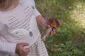 Close up of an aspen mushroom in the hand of a little girl in a cute dress. Picking edible mushrooms on the green lawn in the park Royalty Free Stock Photo