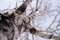 Close up of Aspen tree in winter Royalty Free Stock Photo