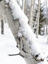 Close up of an Aspen tree in winter with snow on Royalty Free Stock Photo