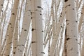 Close up of Aspen Trunks Royalty Free Stock Photo