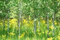 Aspen grove in a meadow in Glacier National Park Royalty Free Stock Photo