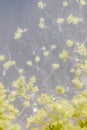 Aspergillus oryzae is a filamentous fungus, or mold that is used in food production, such as in soybean fermentation under the mi Royalty Free Stock Photo