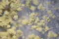 Aspergillus oryzae is a filamentous fungus, or mold that is used in food production, such as in soybean fermentation for education Royalty Free Stock Photo