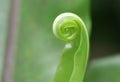 A close up of an Asplenium curl
