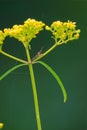 Patrinia rupestris and assassin bug