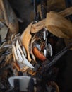 Close up of assorted marine objects washed up on the beach at Long Beach Island, NJ