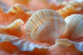 Close Up of Assorted Seashells Royalty Free Stock Photo