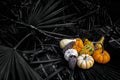 Autumn Harvest Highlighted on a Darkened Background