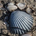 Still life of two scallop shells and several small clam shells on the beach at the Jersey shore