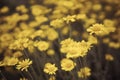 close up of Asteraceae Compositae