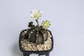 Close up Astrophytum asterias cactus on black pot isolate on white background.