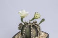 Close up Astrophytum asterias cactus on black pot isolate on white background.