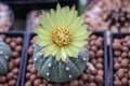 Close up Astrophytum asterias cactus.Common names include sand dollar cactus, sea urchin cactus, star cactus and star peyote.