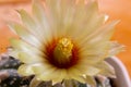 Close up of astrophytum cactus flower