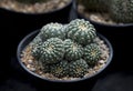 Close-up of Astrophytum cactus. Succulent cactus, dark green stems, and spineless with hairy.