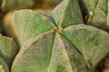 Close up of Astrophytum myriostigma cactus. Natural background