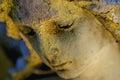 Close up an atcient stone statue of angel with sad expression