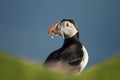 Close up of Atlantic puffin with the beak full of sand eels Royalty Free Stock Photo