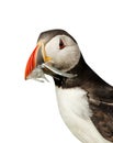 Close up of Atlantic Puffin with the beak full of sand eels on white background Royalty Free Stock Photo