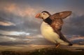 Close up of Atlantic puffin on a coastal area Royalty Free Stock Photo