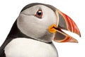 Close-up of Atlantic Puffin or Common Puffin, Fratercula arctica