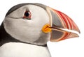 Close-up of Atlantic Puffin or Common Puffin