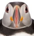 Close-up of Atlantic Puffin or Common Puffin