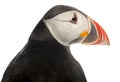 Close-up of Atlantic Puffin or Common Puffin