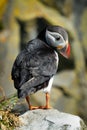 Close up of an Atlantic puffin on Dyrholaey cliff Iceland