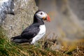 Close up of an Atlantic puffin on Dyrholaey cliff Iceland