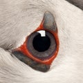 Close-up of Atlantic Puffin eye or Common Puffin