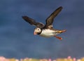 Close up of Atlantic puffin in flight Royalty Free Stock Photo