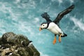 Close up of Atlantic puffin in flight Royalty Free Stock Photo
