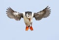 Close up of an Atlantic puffin in flight Royalty Free Stock Photo