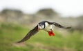 Close up of an Atlantic puffin in flight Royalty Free Stock Photo