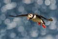 Close up of Atlantic puffin in flight Royalty Free Stock Photo