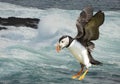 Close up of Atlantic puffin in flight with sand eels in the beak Royalty Free Stock Photo